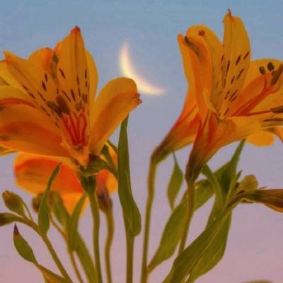 开元棋脾下载手机版